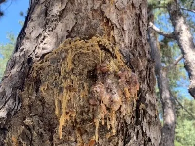 Disease and Insect Diagnosis